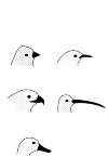 bird heads with beak types